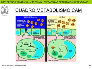 CUADRO METABOLISMO CAM