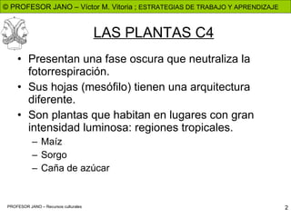 LAS PLANTAS C4 Presentan una fase oscura que neutraliza la fotorrespiración. Sus hojas (mesófilo) tienen una arquitectura diferente. Son plantas que habitan en lugares con gran intensidad luminosa: regiones tropicales. Maíz Sorgo Caña de azúcar