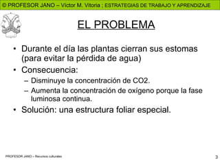 EL PROBLEMA Durante el día las plantas cierran sus estomas (para evitar la pérdida de agua) Consecuencia: Disminuye la concentración de CO2. Aumenta la concentración de oxígeno porque la fase luminosa continua. Solución: una estructura foliar especial.