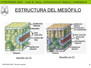ESTRUCTURA DEL MESÓFILO Mesófilo de C4 Mesófilo de C3