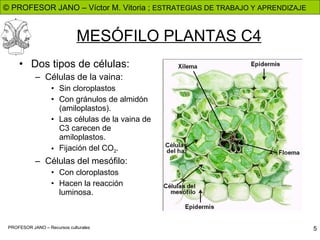 MESÓFILO PLANTAS C4 Dos tipos de células: Células de la vaina: Sin cloroplastos Con gránulos de almidón (amiloplastos). Las células de la vaina de C3 carecen de amiloplastos. Fijación del CO 2 . Células del mesófilo: Con cloroplastos Hacen la reacción luminosa.