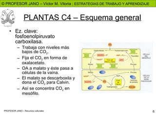PLANTAS C4 – Esquema general Ez. clave: fosfoenolpiruvato carboxilasa. Trabaja con niveles más bajos de CO 2 . Fija el CO 2 en forma de oxalacetato. OA a malato y éste pasa a células de la vaina. El malato se descarboxila y dona el CO 2 para Calvin. Así se concentra CO 2 en mesófilo.