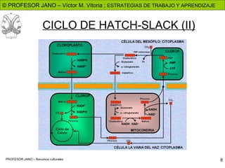 CICLO DE HATCH-SLACK (II)