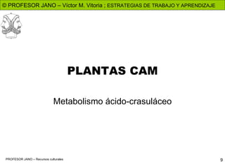 PLANTAS CAM Metabolismo ácido-crasuláceo