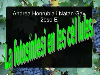 Andrea Honrubia i Natan Gay
2eso E
 