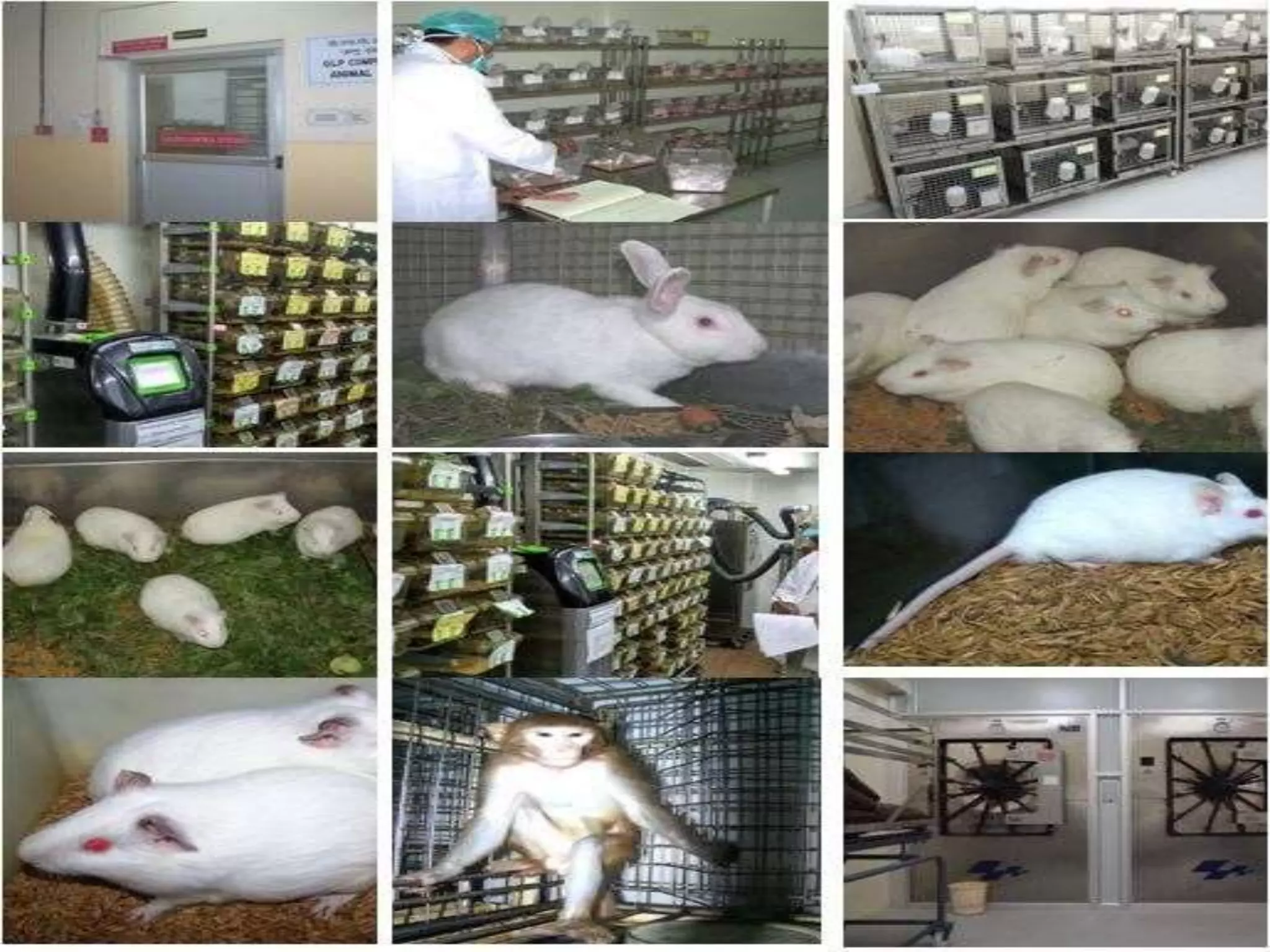 An overview of animal facility | PPTX