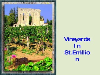 Vineyards In St.Emillion 