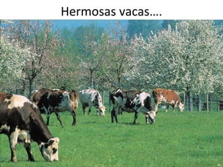 Hermosas vacas….
 