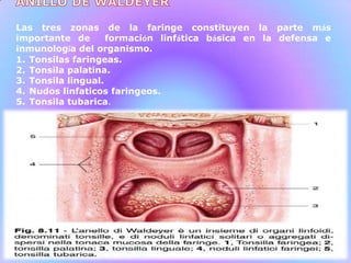 Las tres zonas de la faringe constituyen la parte más
importante de formación linfática básica en la defensa e
inmunología del organismo.
1. Tonsilas faringeas.
2. Tonsila palatina.
3. Tonsila lingual.
4. Nudos linfaticos faringeos.
5. Tonsila tubarica.
 