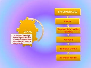 ENFERMEDADES
Cáncer
Tumores de la cavidad
faríngea
Faringitis
Faringitis crónica
Faringitis agudas
VENAS
• Las venas de la faringe
forman in plexo exterior
y uno sobre los músculos
constructores y la fascia
faringobasilar
 