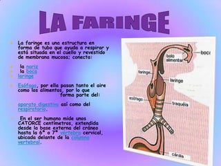  La faringe es una estructura en
forma de tubo que ayuda a respirar y
está situada en el cuello y revestido
de membrana mucosa; conecta:
 la nariz
 la boca
 laringe
 Esófago, por ella pasan tanto el aire
como los alimentos, por lo que
forma parte del:
• aparato digestivo así como del
respiratorio.
 En el ser humano mide unos
CATORCE centímetros, extendida
desde la base externa del cráneo
hasta la 6ª o 7ª vértebra cervical,
ubicada delante de la columna
vertebral.
 