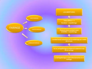 LASABERTURAS.
Tuba uditiva <-->
Se abren < nasofaringe.
Posterior de la cavidad nasal
(COANE) < nasofaringe.
Cavidad bocal comunica con la orofaringe por medio
de la nuez.
En la Laringofaringe se observa la abertura sup.
De la Laringe.
La laringofaringe se abre directamente en el
esofago.
FARINGE NASOFARINGE
LARINGOFARINGE
OROFARINGE
 