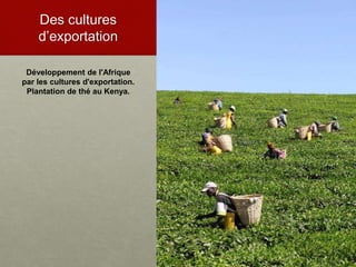 Des cultures
d’exportation
Développement de l'Afrique
par les cultures d'exportation.
Plantation de thé au Kenya.
 
