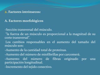  2. Factores intrínsecos: A. Factores morfológicos -Sección transversal del músculo. "la fuerza de un músculo es proporcional a la magnitud de su corte transversal".  Los cambios responsables en el aumento del tamaño del músculo son:-Aumento de la cantidad total de proteínas.-Aumento del número de miofibrillas por carcomerá.-Aumento del número de fibras originado por una participación longitudinal.-Incremento del tejido conectivo.