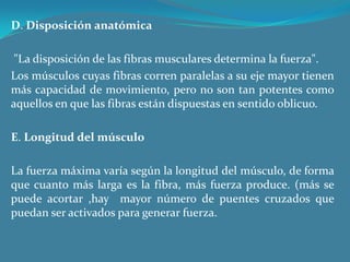 D. Disposición anatómica   "La disposición de las fibras musculares determina la fuerza".Los músculos cuyas fibras corren paralelas a su eje mayor tienen más capacidad de movimiento, pero no son tan potentes como aquellos en que las fibras están dispuestas en sentido oblicuo.  E. Longitud del músculo La fuerza máxima varía según la longitud del músculo, de forma que cuanto más larga es la fibra, más fuerza produce. (más se puede acortar ,hay  mayor número de puentes cruzados que  puedan ser activados para generar fuerza. 