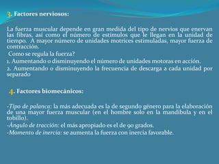 3. Factores nerviosos: La fuerza muscular depende en gran medida del tipo de nervios que enervan las fibras, así como el número de estímulos que le llegan en la unidad de tiempo.  A mayor número de unidades motrices estimuladas, mayor fuerza de contracción. Como se regula la fuerza?1. Aumentando o disminuyendo el número de unidades motoras en acción.2. Aumentando o disminuyendo la frecuencia de descarga a cada unidad por separado 4. Factores biomecánicos:  -Tipo de palanca: la más adecuada es la de segundo género para la elaboración de una mayor fuerza muscular (en el hombre solo en la mandíbula y en el tobillo).-Ángulo de tracción: el más apropiado es el de 90 grados.-Momento de inercia: se aumenta la fuerza con inercia favorable. 
