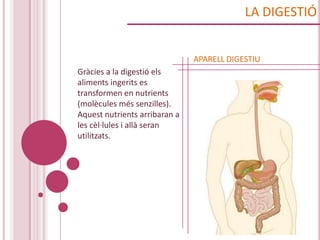 LA DIGESTIÓ


                               APARELL DIGESTIU
Gràcies a la digestió els
aliments ingerits es
transformen en nutrients
(molècules més senzilles).
Aquest nutrients arribaran a
les cèl·lules i allà seran
utilitzats.
 
