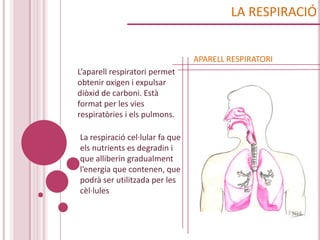 LA RESPIRACIÓ


                                 APARELL RESPIRATORI
L’aparell respiratori permet
obtenir oxigen i expulsar
diòxid de carboni. Està
format per les vies
respiratòries i els pulmons.

La respiració cel·lular fa que
els nutrients es degradin i
que alliberin gradualment
l’energia que contenen, que
podrà ser utilitzada per les
cèl·lules
 