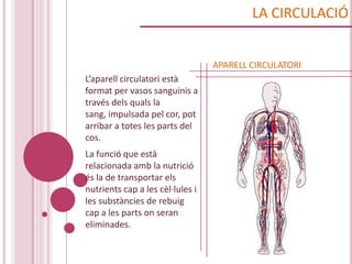 LA CIRCULACIÓ


                                  APARELL CIRCULATORI
L’aparell circulatori està
format per vasos sanguinis a
través dels quals la
sang, impulsada pel cor, pot
arribar a totes les parts del
cos.
La funció que està
relacionada amb la nutrició
és la de transportar els
nutrients cap a les cèl·lules i
les substàncies de rebuig
cap a les parts on seran
eliminades.
 