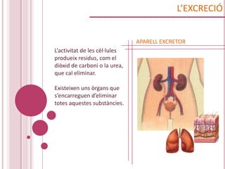 L’EXCRECIÓ


                               APARELL EXCRETOR
L’activitat de les cèl·lules
produeix residus, com el
diòxid de carboni o la urea,
que cal eliminar.

Existeixen uns òrgans que
s’encarreguen d’eliminar
totes aquestes substàncies.
 