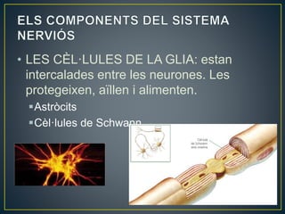 • LES CÈL·LULES DE LA GLIA: estan
intercalades entre les neurones. Les
protegeixen, aïllen i alimenten.
Astròcits
Cèl·lules de Schwann
 