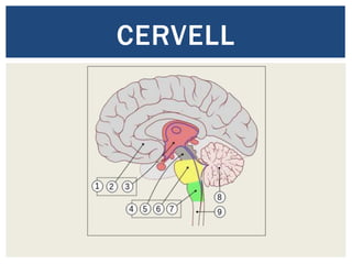 CERVELL
 