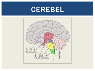 CEREBEL
 