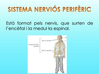 Està format pels nervis, que surten de
l’encèfal i la medul·la espinal.
 
