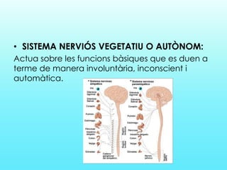 • SISTEMA NERVIÓS VEGETATIU O AUTÒNOM:
Actua sobre les funcions bàsiques que es duen a
terme de manera involuntària, inconscient i
automàtica.
 