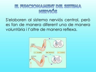 S'elaboren al sistema nerviós central, però
es fan de manera diferent una de manera
voluntària i l’altre de manera reflexa.
 