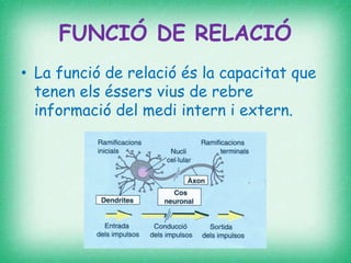 FUNCIÓ DE RELACIÓ
• La funció de relació és la capacitat que
tenen els éssers vius de rebre
informació del medi intern i extern.
FUNCIÓ DE RELACIÓ
 