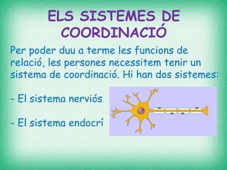ELS SISTEMES DE
COORDINACIÓ
Per poder duu a terme les funcions de
relació, les persones necessitem tenir un
sistema de coordinació. Hi han dos sistemes:
- El sistema nerviós
- El sistema endocrí
 