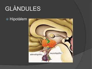 GLÀNDULES
 Hipotàlem
 