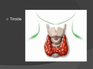  Tiroide
 