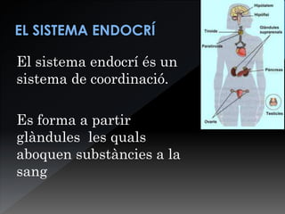 El sistema endocrí és un
sistema de coordinació.
Es forma a partir
glàndules les quals
aboquen substàncies a la
sang
 
