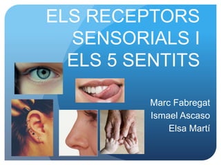 ELS RECEPTORS
SENSORIALS I
ELS 5 SENTITS
Marc Fabregat
Ismael Ascaso
Elsa Martí
 