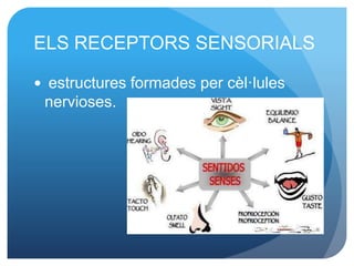 ELS RECEPTORS SENSORIALS
 estructures formades per cèl·lules
nervioses.
 