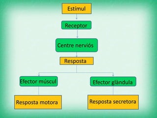 Receptor
Centre nerviós
Resposta
Estímul
Efector múscul Efector glàndula
Resposta motora Resposta secretora
 