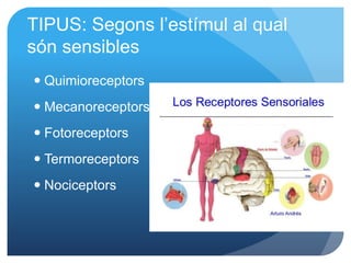 TIPUS: Segons l’estímul al qual
són sensibles
 Quimioreceptors
 Mecanoreceptors
 Fotoreceptors
 Termoreceptors
 Nociceptors
 