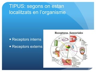 TIPUS: segons on estan
localitzats en l’organisme
 Receptors interns
 Receptors externs
 