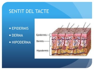 SENTIT DEL TACTE
 EPIDERMIS
 DERMA
 HIPODERMA
 