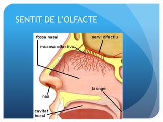 SENTIT DE L’OLFACTE
 