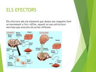 ELS EFECTORS
Els efectors són els elements que donen una resposta fent
un moviement a l’arc réflex, aquest es una estructura
nerviosa que executa els actes reflexos.
 