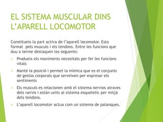 EL SISTEMA MUSCULAR DINS
L’APARELL LOCOMOTOR
Constitueix la part activa de l’aparell locomotor. Esta
format pels musculs i els tendons. Entre les funcions que
duu a terme destaquen les seguents:
 Produeix els moviments necesitats per fer les funcions
vitals
 Manté la posició i permet la mímica que es el conjunts
de gestos corporals que serveixen per expresar els
sentiments
 Els musculs es relacionen amb el sistema nervios atraves
dels nervis i están units al sistema esqueletic per mitjà
dels tendons.
 L’aparell locomotor actua com un sistema de palanques.
 