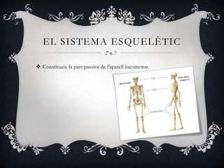 EL SISTEMA ESQUELÈTIC
 Constitueix la part passiva de l'aparell locomotor.
 