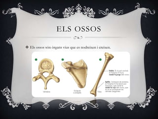 ELS OSSOS
 Els ossos són òrgans vius que es nodreixen i creixen.
 