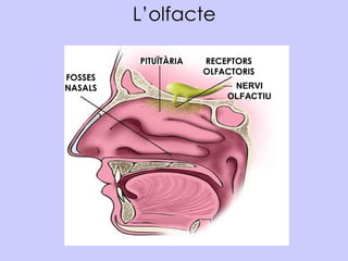 L’olfacte
PITUÏTÀRIA RECEPTORS
OLFACTORIS
NERVI
OLFACTIU
FOSSES
NASALS
 