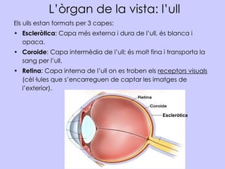 L’òrgan de la vista: l’ull
Els ulls estan formats per 3 capes:
• Escleròtica: Capa més externa i dura de l’ull, és blanca ...