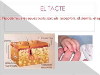 EL TACTE L´òrgan del tacte és la pell, el seu receptor és la hipoderma i les seues parts són: els  receptors, el dermis, el epidermis, el hipoderma i la glàndula sudoripara 