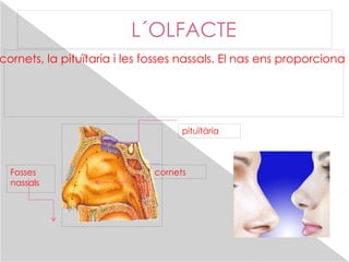 L´OLFACTE L´òrgan de l´olfacte és el nas,  el receptor és la pituïtaria Les seues parts són: els cornets, la pituïtaria i les fosses nassals. El nas ens proporciona informació olfactiva. El sentit del olfacte ens permet diferenciar centenars ´olors Fosses  nassals cornets pituïtària 
